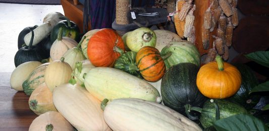 With a frost warning, we worked like dogs for two days, harvesting and covering vegetables