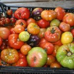 Tomatoes_6049