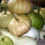 Squash_6031