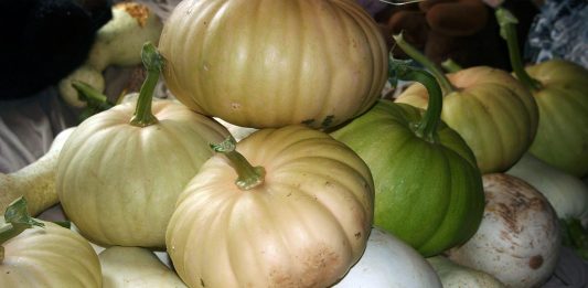 Our wild turkey hen is back