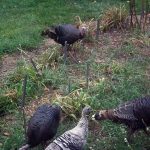 turkeys_6173