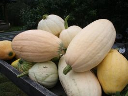 My very best pumpkin pies are made of squash