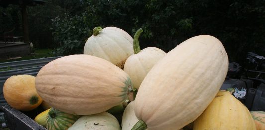 My very best pumpkin pies are made of squash