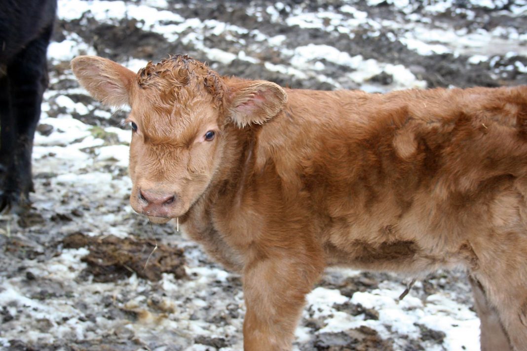 Our last calf has just been born