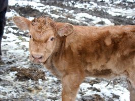 Our last calf has just been born