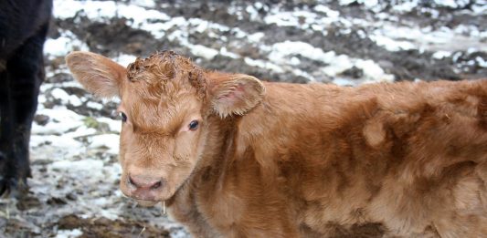 Our last calf has just been born