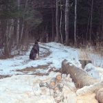 hondo-in-woods-guarding-us