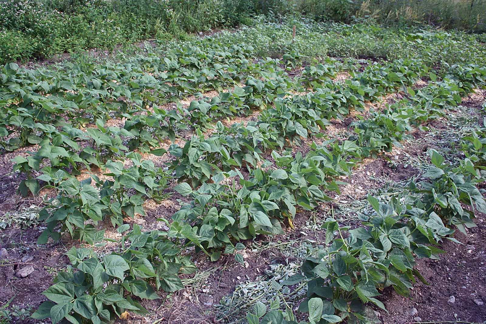 Bean Plants World