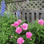 Peonies and larkspur_5696