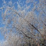 hoar-frost-on-birch-trees