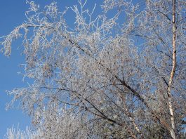 We’ve had such a pretty week