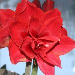 Amaryllis_6441