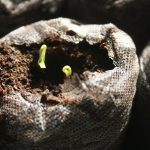 Peppers_6496
