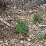 Daffodils_Tulips_6669