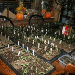 Seedlings_6591