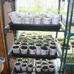 Seedlings_6702