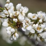 Apricot-blooms_6772