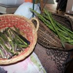 Asparagus_6882