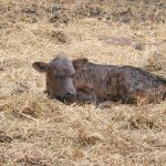 Calf_6745