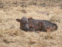 Our first calf of the year arrived yesterday
