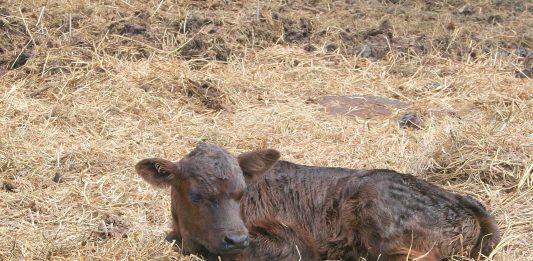 Our first calf of the year arrived yesterday