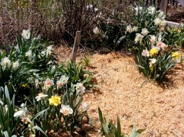 The Wolf garden annex is almost ready to fence