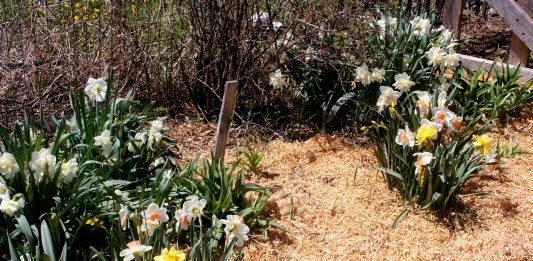 The Wolf garden annex is almost ready to fence