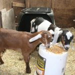 Goat-kids_6757