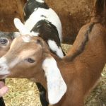 Goat-kids_6809