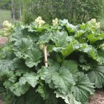 Rhubarb_6871