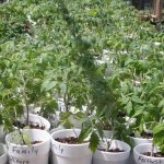 Tomato-seedlings_6813