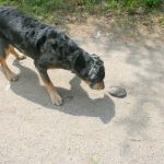Hondo-turtle_6899-(002)
