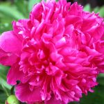 Peony_7009