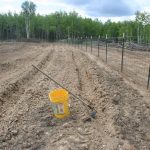 Planting-potatoes_6896