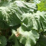 Rhubarb_6892