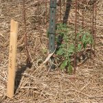 Tomato-staked_6915