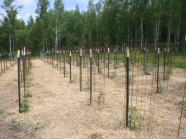 With planting about done (is it ever?) we’re mulching our plants