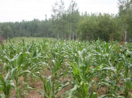 I saw the coolest owl