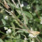 Grasshoppers_7066