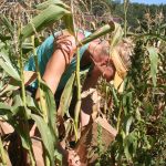 Bagging-corn_7286