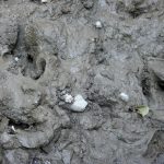 Deer-tracks_7256