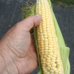 Simonett-sweet-corn_7278