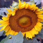 Sunflower_7217