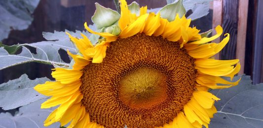 We’re still fighting the drought, but the gardens look great