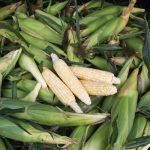 Corn_7359