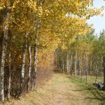 Fall_6101