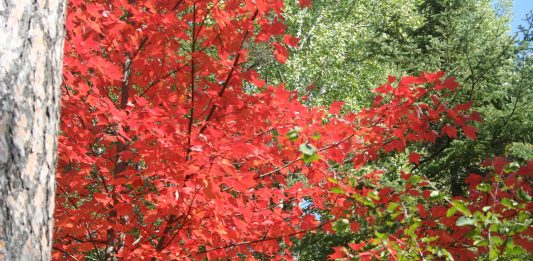 After a lengthy drought, we just got three inches of rain and it isn’t stopping!