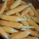 Simonet-corn_7418