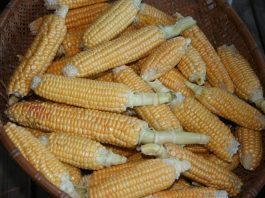 We’re beating the Blue Jays to our corn