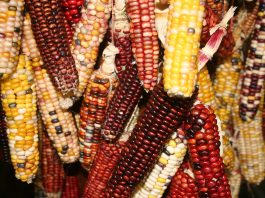 Three days of rain held things up here